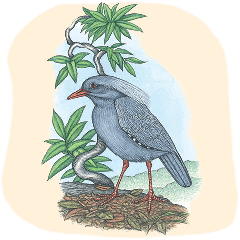 Illustration of a gray Kagu