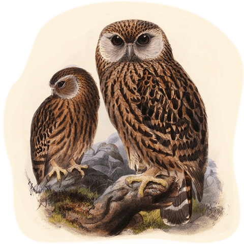 Illustration of brown laughing owls