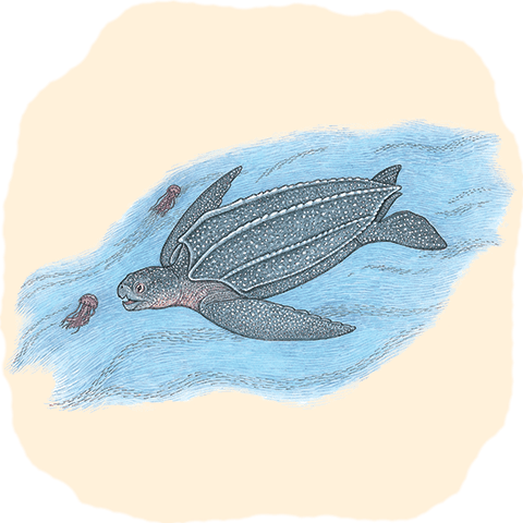 Illustration of leatherback sea turtle