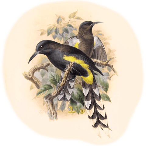 Illustration of black and yellow O'ahu 'O'o birds