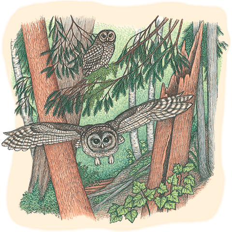 illustration of an owl soaring between trees