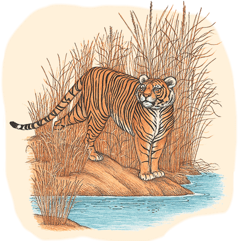 Illustration of Bengal tiger near the water's edge