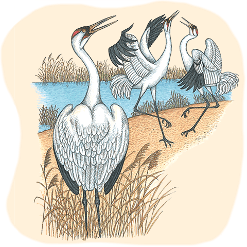 Illustration of three whooping cranes at the water's edge