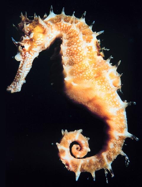 sea horse