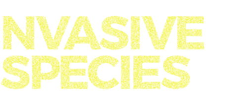 Pointillist block letters in a light color spelling out "nvasive Species"