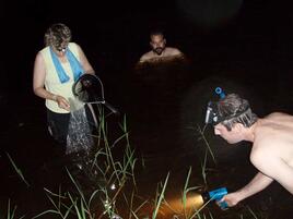 wading in the river at night scooping up fish