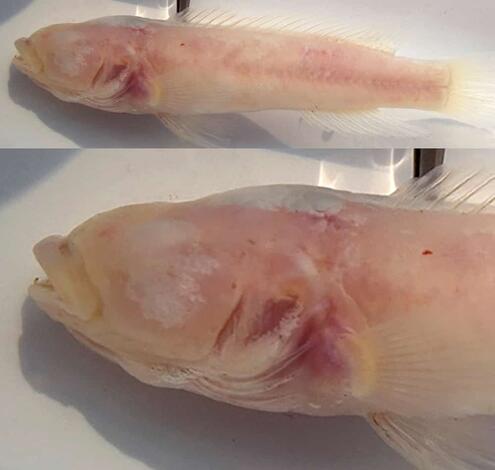 Blind cichlid full-length and close up of eyes