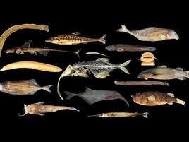 various species of fish