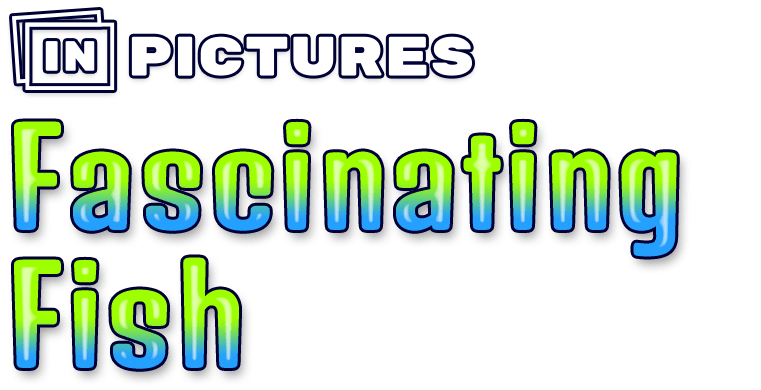 In Pictures: Fascinating Fish