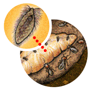 inset illustration closeup of protist inside termite queen