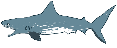 shark illustration