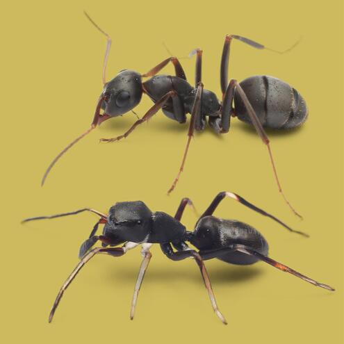 An ant and a similar-looking mimic-ant spider. 