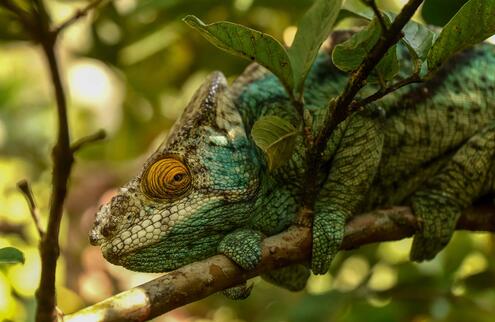 Close-up of a chameleon clinging to a tree branch. 