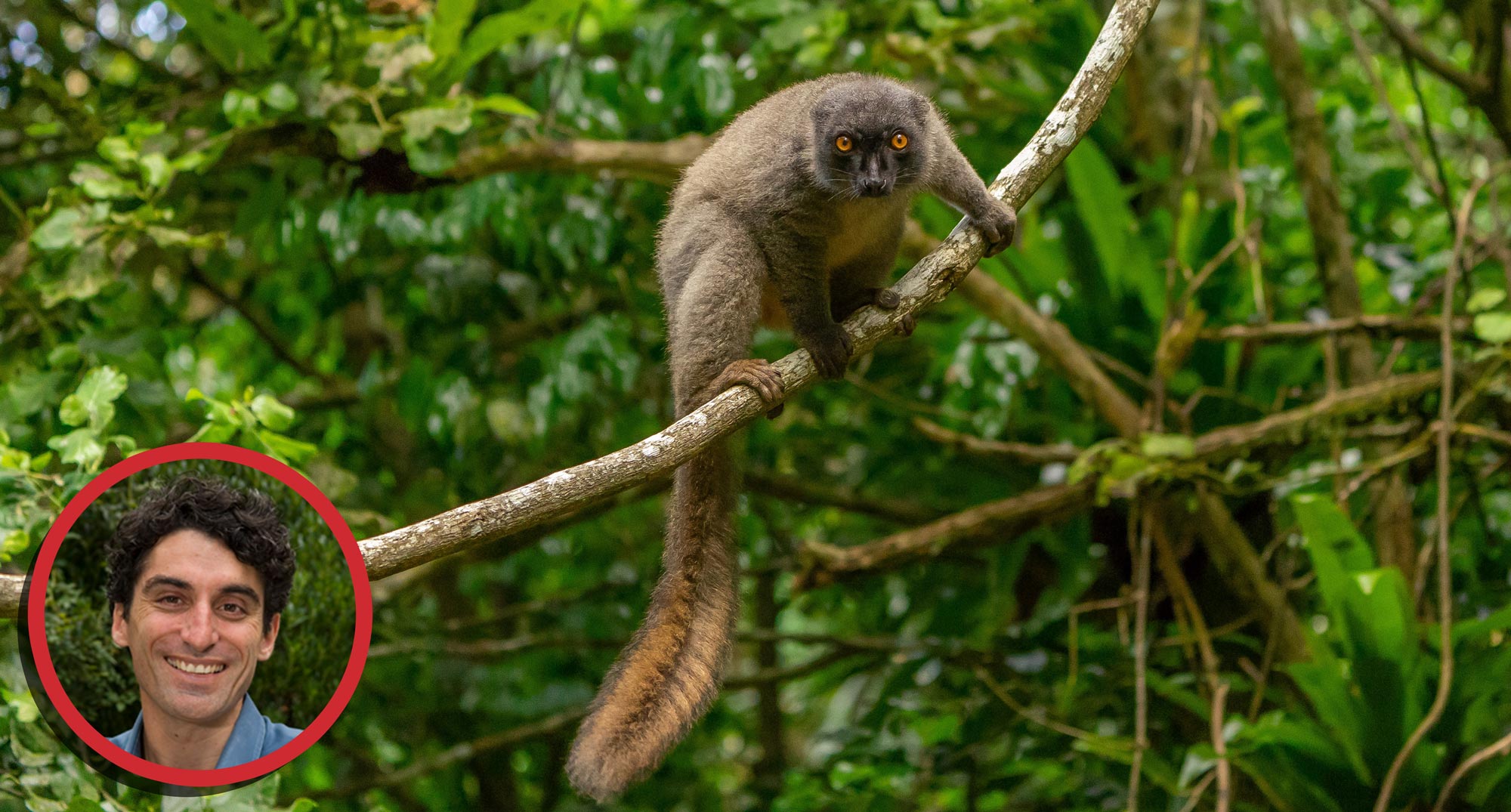 A lemur clinging to a tree vine in a jungle, along with a small inset headshot of Chris Raxworthy.