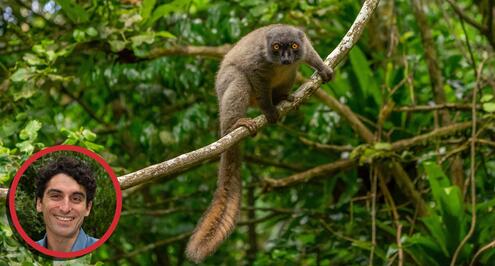 A lemur clinging to a tree vine in a jungle, along with a small inset headshot of Chris Raxworthy. 