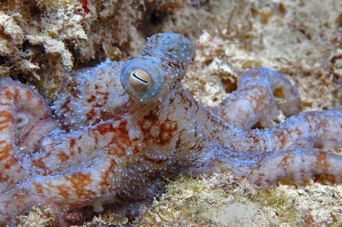 Close-up of a speckled octopus laying on the ocean floor. 