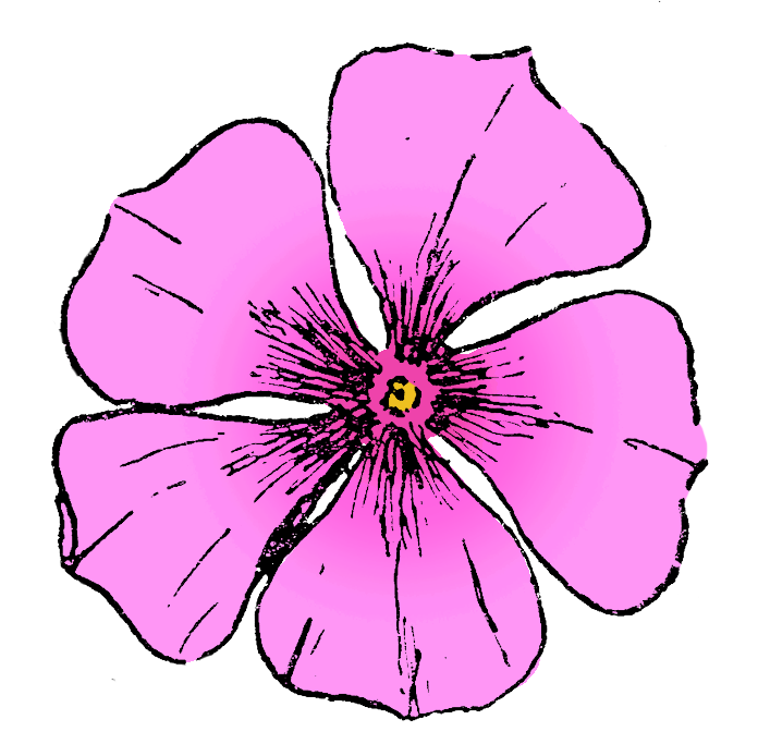 Small flower with five pointed petals.