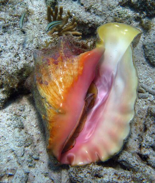 Queen conch shell on the ocean floor with two small fish in the background. 
