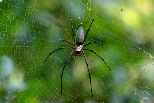 A spider crawling in its web, with a much smaller spider just above it. 