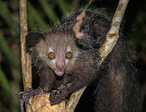 Close-up of a wide-eyed and bushy-tailed aye aye in a tree at night. 