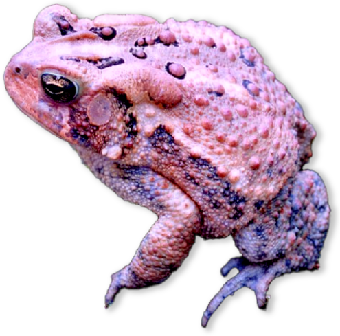 Small, brown, round toad