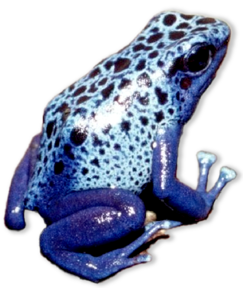 Blue frog with black spots