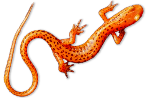 Long, thin, orange animal