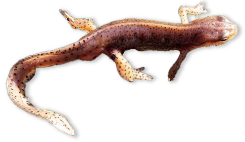 Brown newt with orange spots