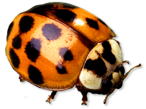 red beetle with black spots