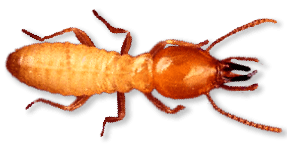 Elongated insect