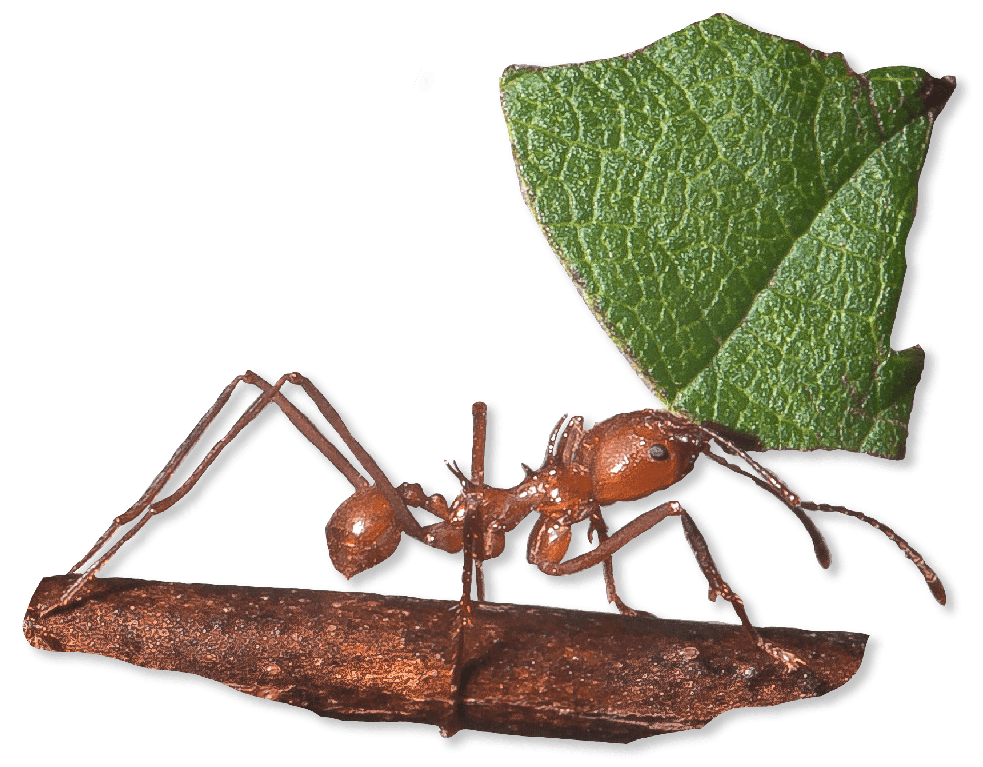Ant holding leaf