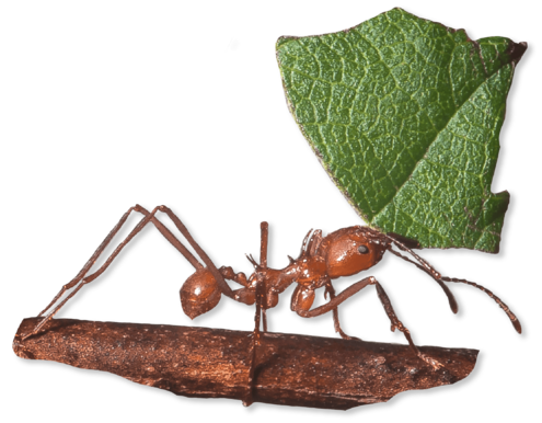 Ant holding leaf