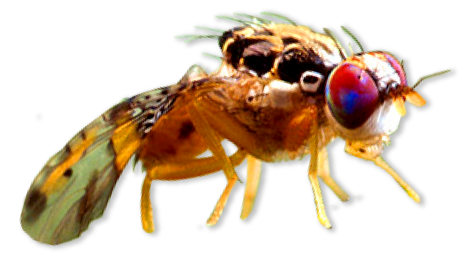 Multicolor insect with wings