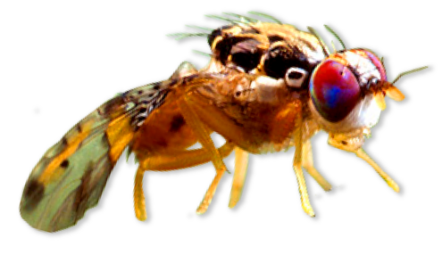 Multicolor insect with wings