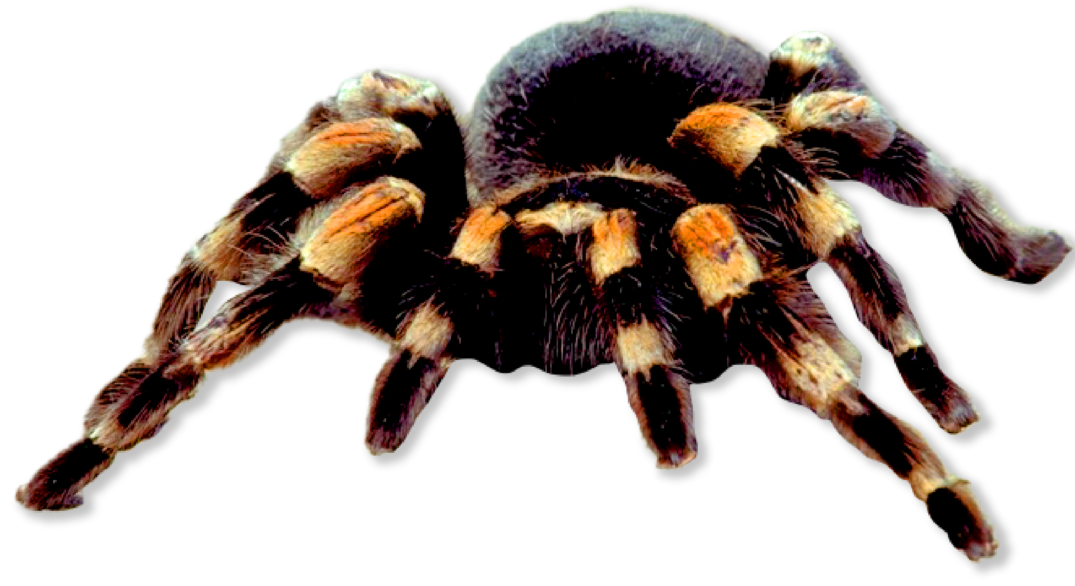 Insect with eight legs with orange knees
