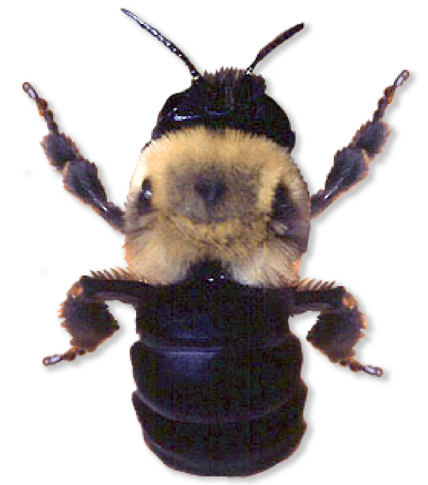 Fuzzy black and yellow bug
