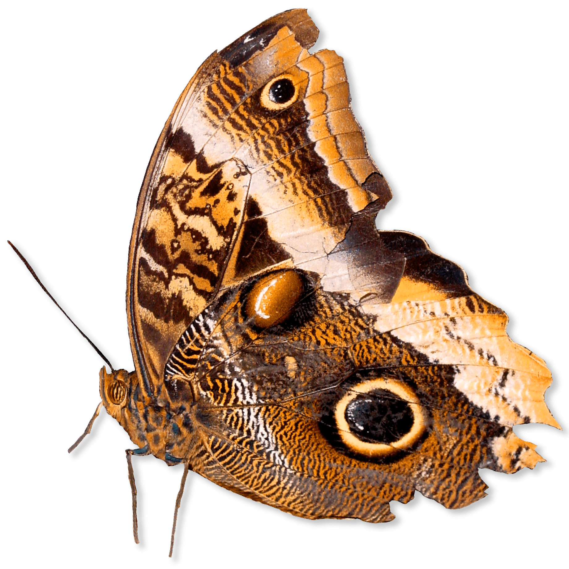 tiger-striped insect with wings