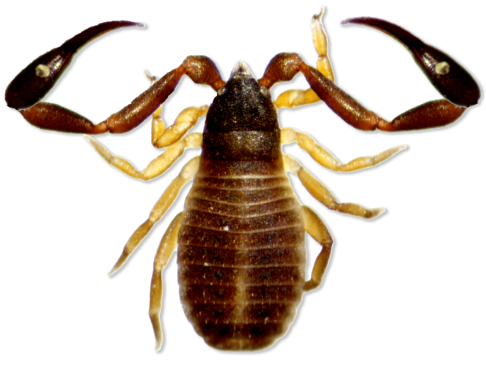 stout insect with long forearms