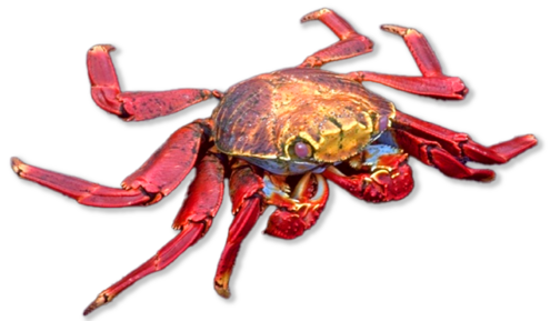 Red crab