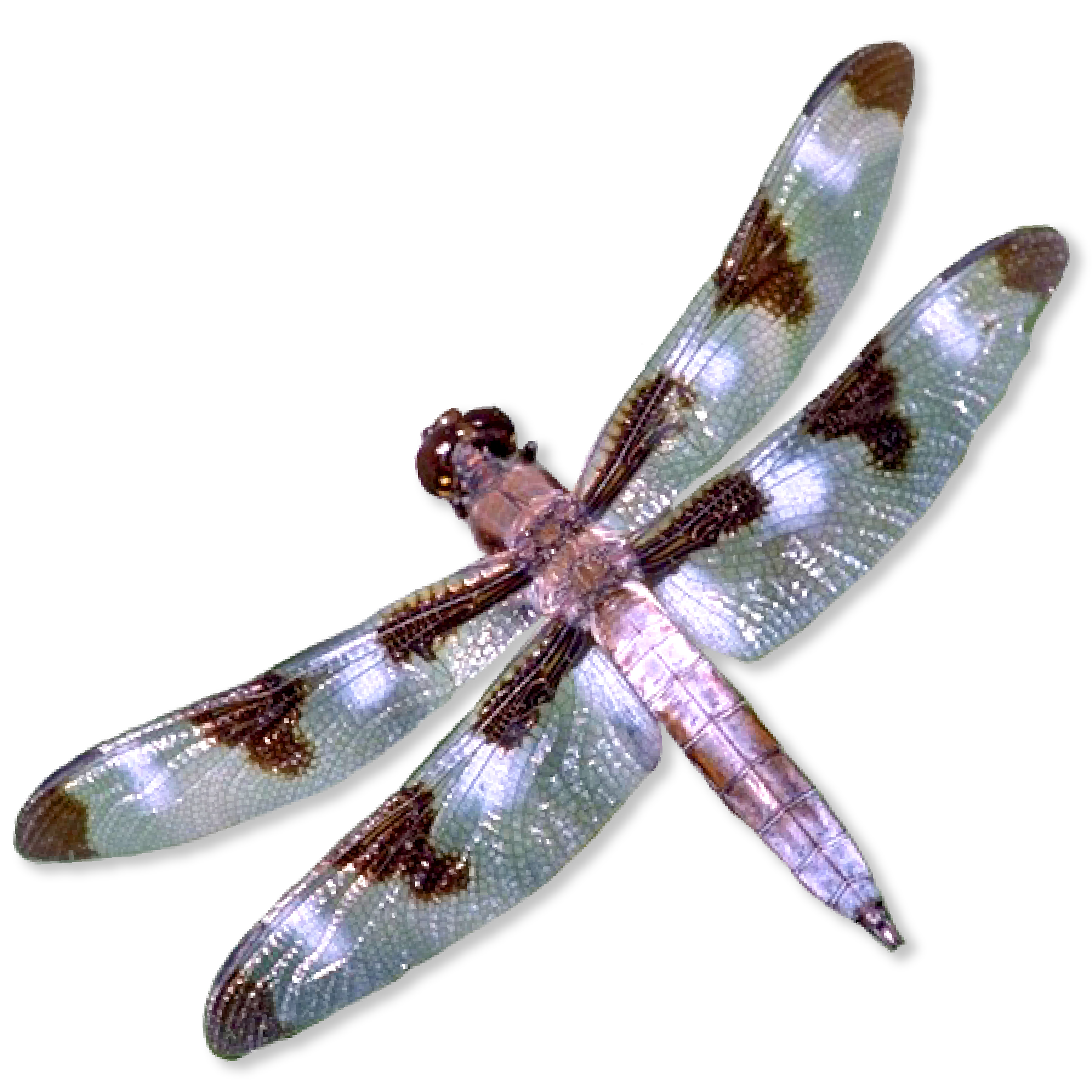 Flying insect with shiny wings
