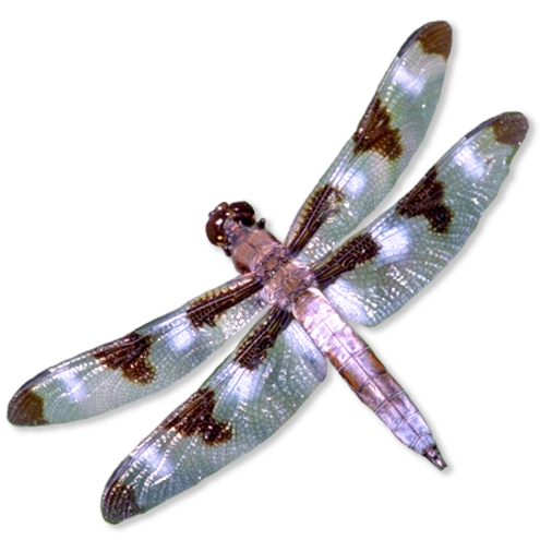 Flying insect with shiny wings