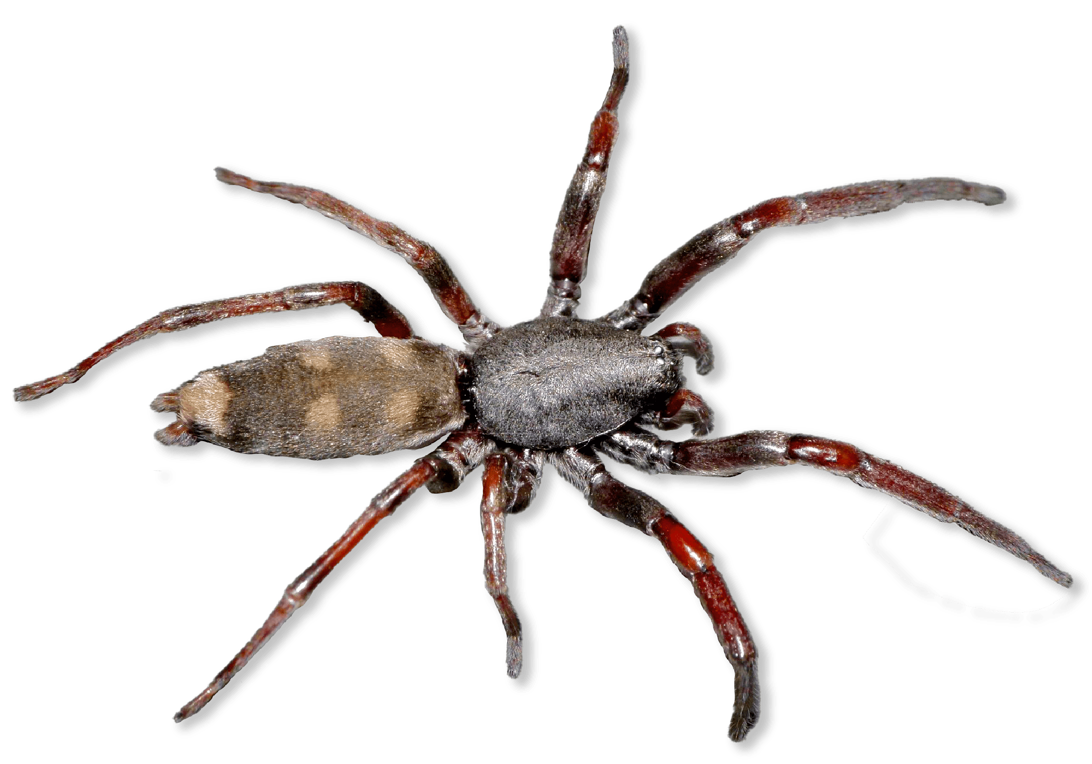 Slender spider with long legs and white end