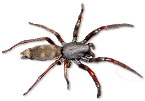 Slender spider with long legs and white end