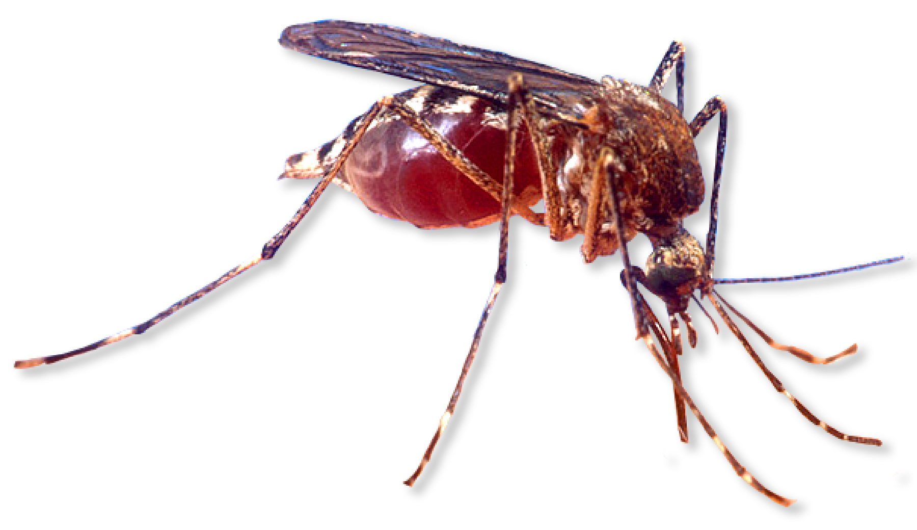 Flying insect with long legs and mouth