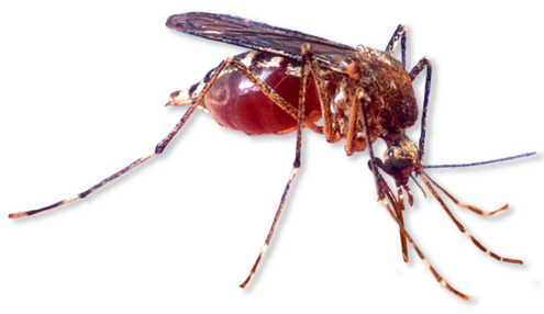 Flying insect with long legs and mouth