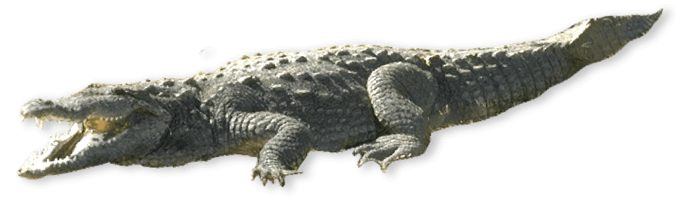 Crocodilians and Birds | AMNH