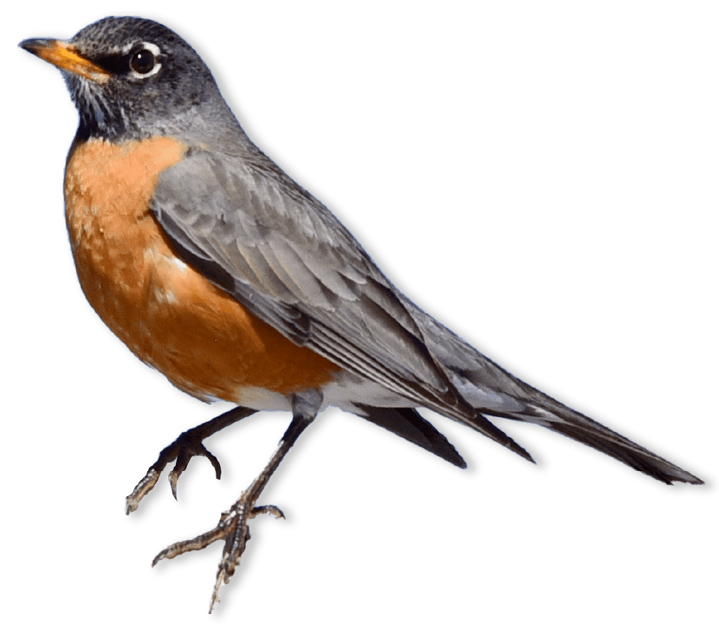 Crocodilians and Birds | AMNH