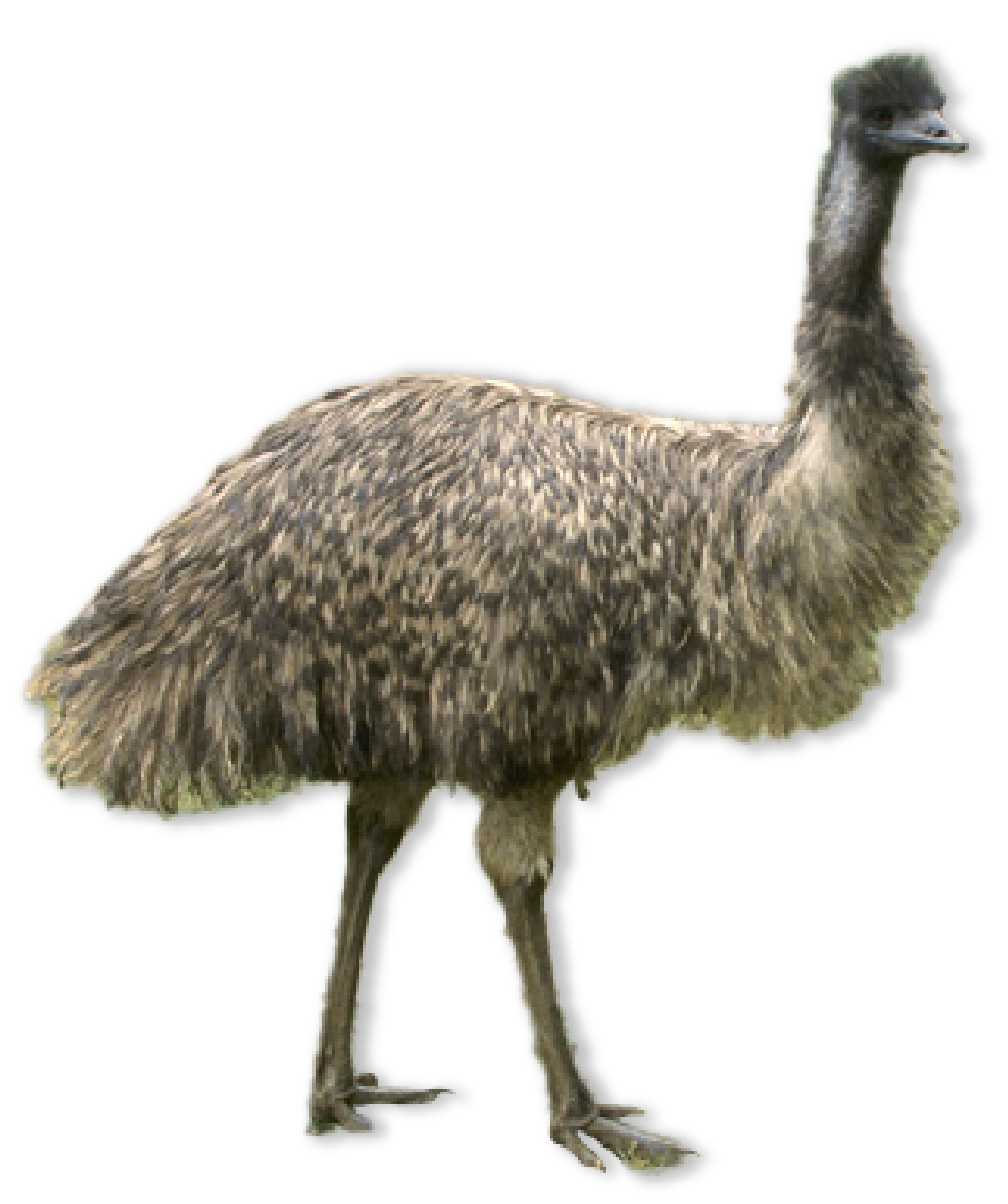 Crocodilians and Birds | AMNH