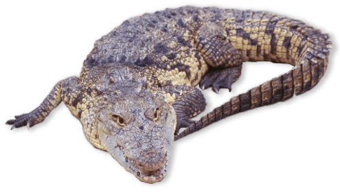 Large reptile curled up