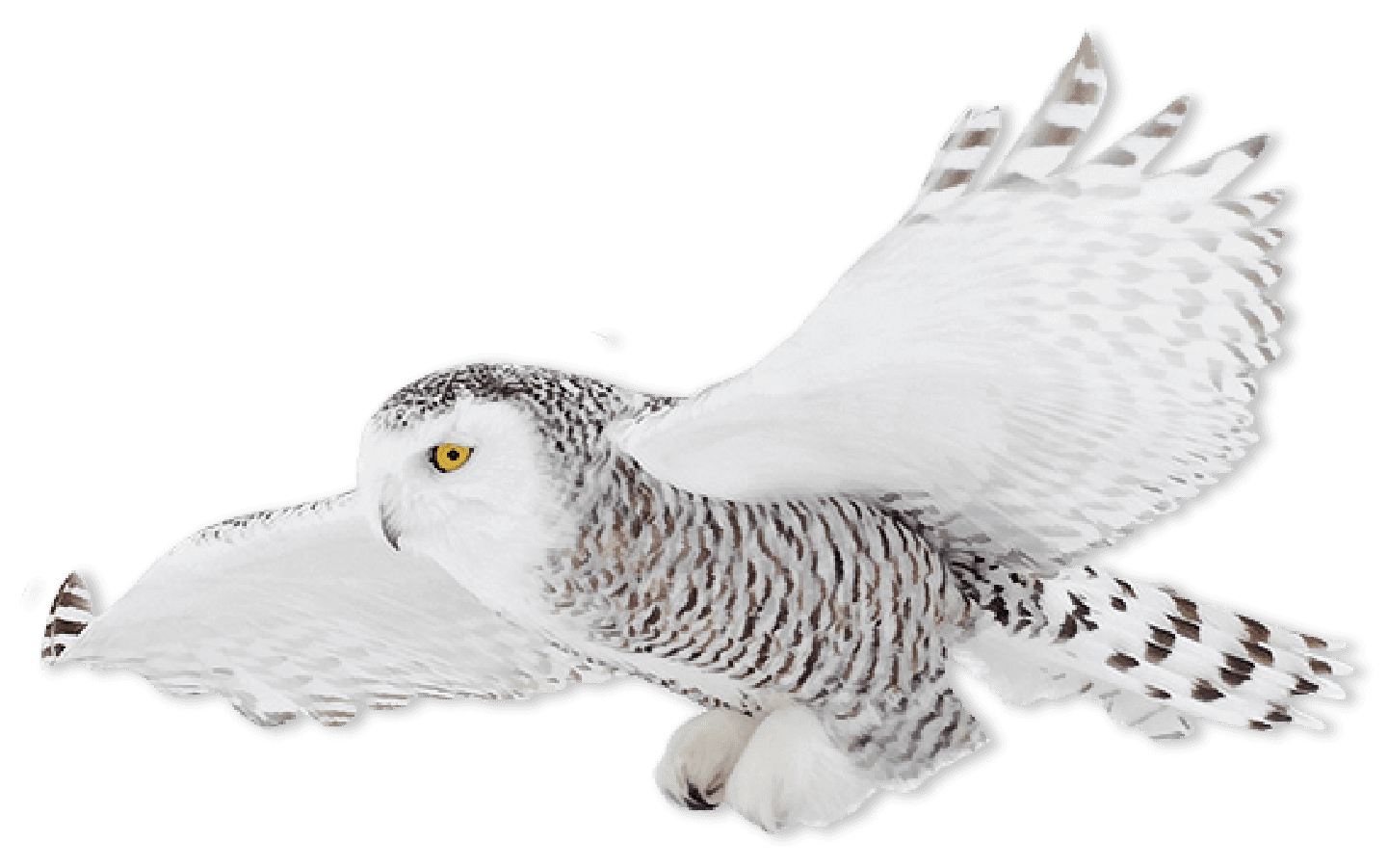 Crocodilians and Birds | AMNH